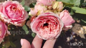 Quincy Jones. Квинси Джонс. Чайно-гибридные (Florists Rose, Hybrid Теа) rosebushes.ru