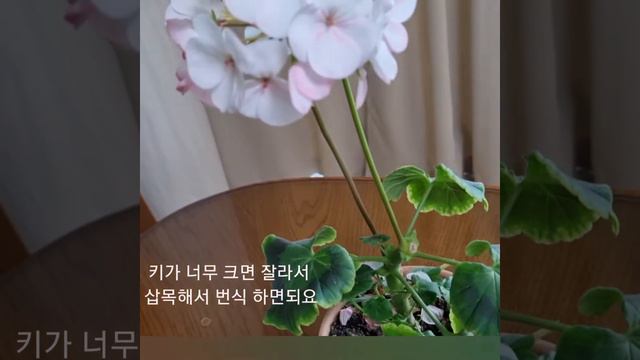 제라늄 핀토프리미엄화이트투로즈 смотреть онлайн