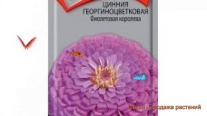 Цинния георгиноцветковая Георгиноцветковая Фиолетовая королева ? обзор: как сажать, семена циннии