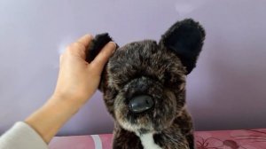 Unboxing Billie the French Bulldog Plush by Douglas Cuddle Toys ❤🐶