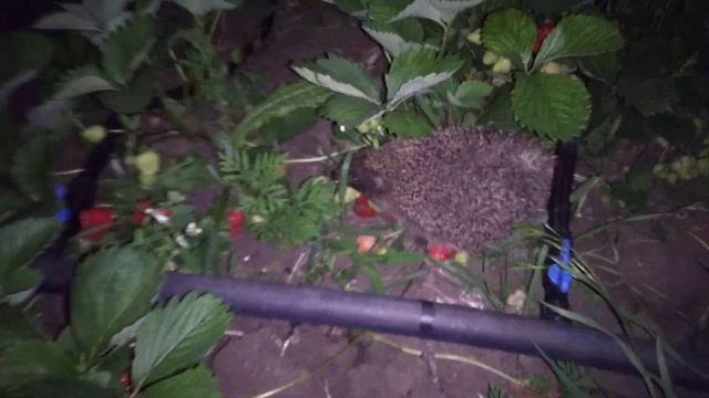 Кто ест клубнику по ночам смотреть онлайн