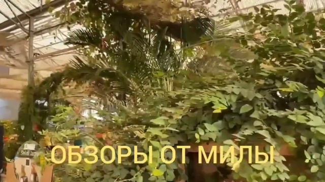 Деревенский дневник очень многодетной мамы Ольги Быковой. Обзор стрима. смотреть онлайн