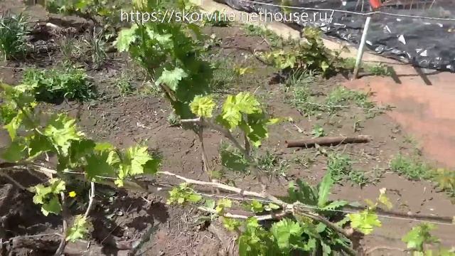 Шпалера для винограда: работа над ошибками смотреть онлайн