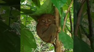 Филиппинский долгопят, или сирихта