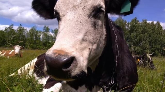 Разведение Коров в домашних условиях как бизнес