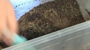 ТОМАТЫ НА ОКНЕ. Дачные сезоны с Мариной Рыкалиной