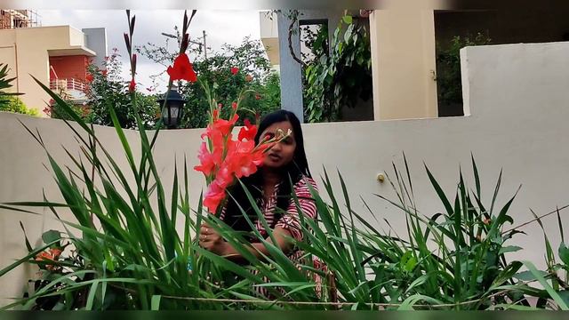 How to grow Gladiolus flower plants | How to get more blooms in gladiolus or sword lily смотреть онлайн