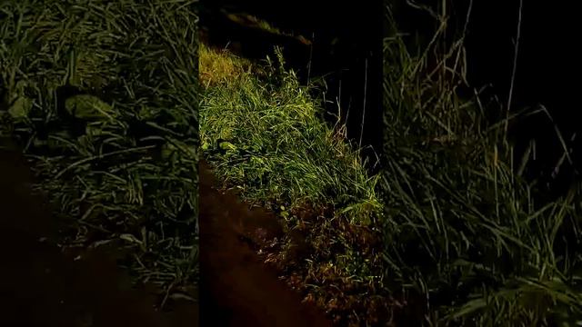 Бабушка Нина утонула!!! Шок!!! Венеция в СПб новая Ропша!!! смотреть онлайн