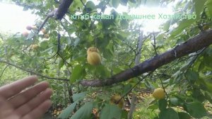 Абрикосы Железова Абрикосы в Сибири до 100 грамм и больше Домашнее Хозяйство