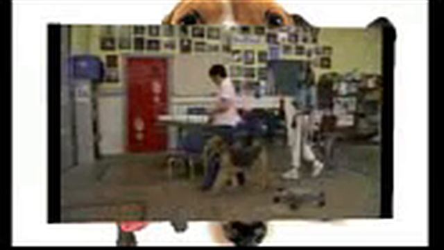 Эрдельтерьер. Все породы собак. 101 dogs. 101 догс смотреть онлайн