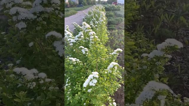 Спирея Вангутта смотреть онлайн