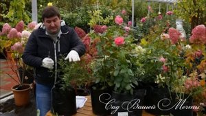 Летняя обрезка почвопокровной розы.