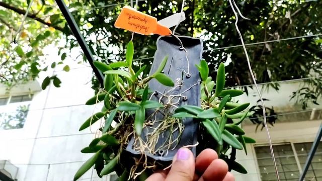 Unique garden store || Amazing Indoor plants in India || DIY garden ideas || gardening || plants смотреть онлайн