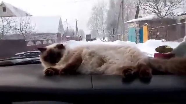 Кот на панели супер пушистик смотреть онлайн