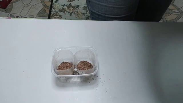 Черенкование гортензии зелёными черенками в комнатных условиях. Все просто.