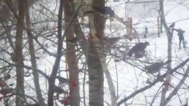 Неизвестные птицы прилетели в Саранск смотреть онлайн