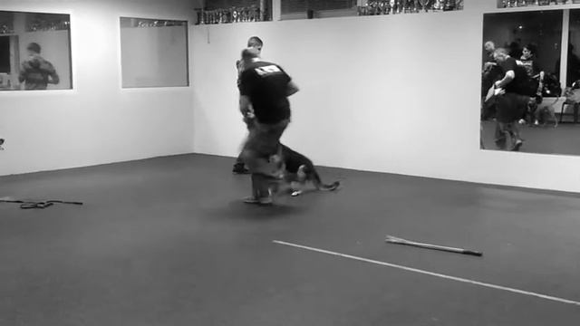 Занятия в зале. Подготовка к защите. Школа дрессировки "Ника" смотреть онлайн