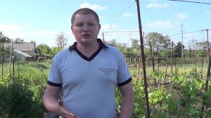 Работа на виноградниках. Май