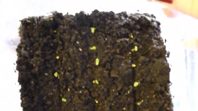 ТОРЕНИЯ. ОБЗОР ВСХОДОВ ТОРЕНИИ. 2020 смотреть онлайн