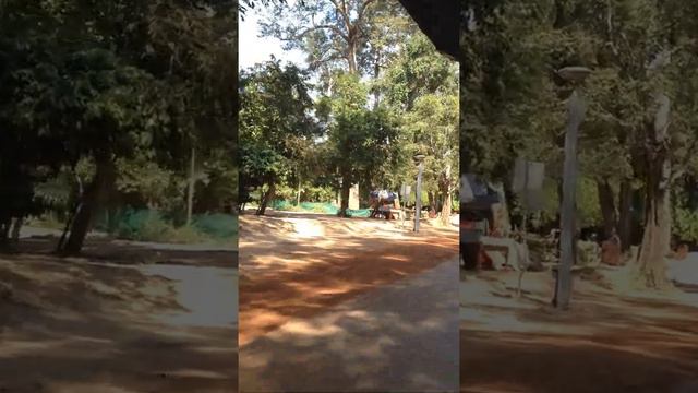 Камбоджа. Дорога в Анкор Ват. Вид из окна на джунгли.