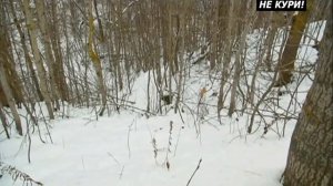 Охота на лис с норными. Охота с ягдтерьером. Охота с таксой . 2018