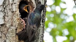 Детский журнал Лесенка  Перелетные птицы МСЦ ЕХБ 2020