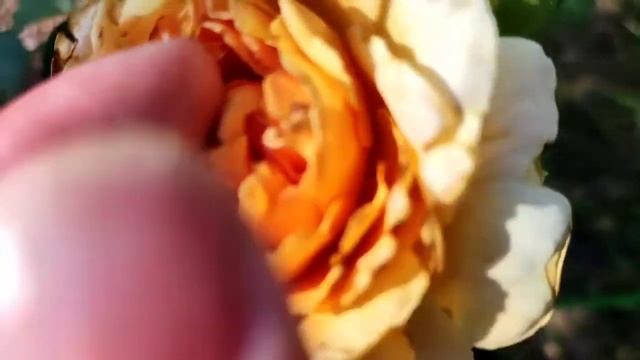 Вот и ко мне пришли ТРИПСЫ!!!!Роза ПОЛЬКА.Сжечь или обработать? смотреть онлайн