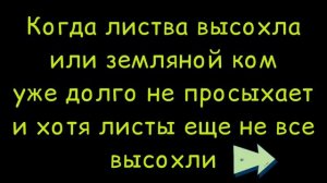 Каладиум?| Признаки ухода в сон|Хранение клубней