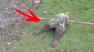 Страшные Видео Для Хэллоуина