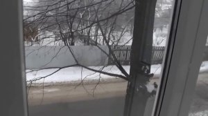 ОСТЕКЛЕНИЕ БАЛКОНА ПОД КЛЮЧ. ГОТОВЫЙ ВАРИАНТ ФРАНЦУЗСКОЕ ОСТЕКЛЕНИЕ ОКНА КАЛЕВА. 2Я часть!