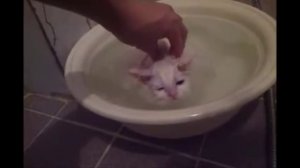 Кот так любит купаться, что за уши из таза не вытащишь!