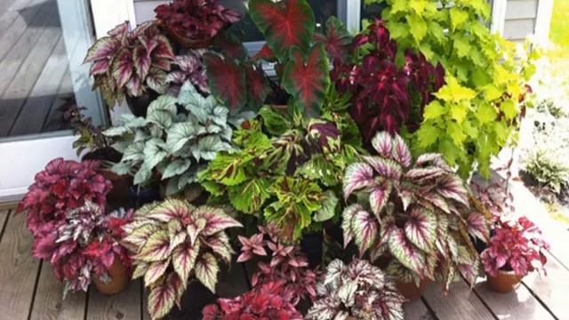 Бегония королевская — посадка и уход в домашних условиях смотреть онлайн