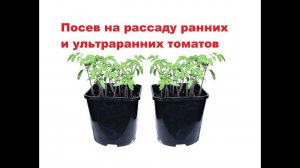 Посев на рассаду ранних и ультраранних сортов томатов