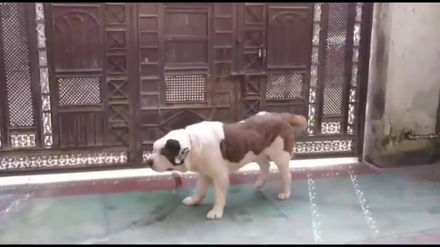 free free free saint bernard available for free adoption adult male bernard смотреть онлайн