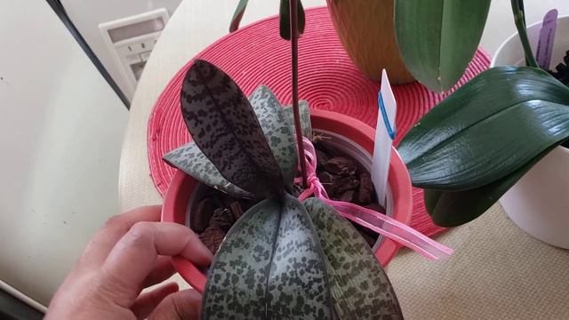 UPDATE ON 1ST ORDER FROM HAUSERMANN'S ORCHIDS 🙂🙂 смотреть онлайн