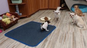 щенок какает на пеленку питомник чихуахуа Кастропуло Крым