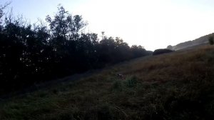 перепел (1).mp4