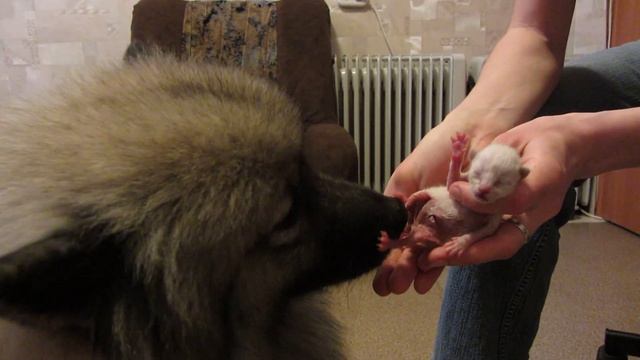 Собака - нянька для котят.