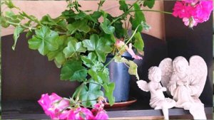 Как пересадить цветущую герань в грунт