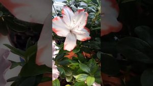 Азалия, повторное цветение весной