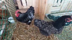 Барневельдеры. Курочка+Петушок. Продажа.