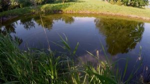 Пруд на участке. Ловлю рыбу в своём пруду. Рыба в своём пруду.