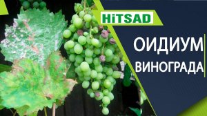 Мучнистая роса  винограда ✔️ Оидиум винограда