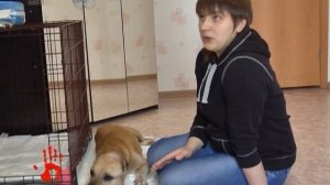 Собаку, которую забрали из приюта, вернули обратно