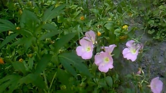 Karelo-Finish Polka- Igor Dvorkin, Duncan Pittock смотреть онлайн