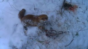 Ловля лисы на приманку fox hollow gh 2