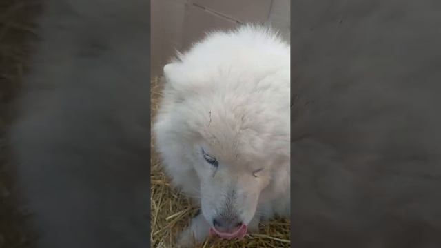 #самоеды, самая умная порода собак смотреть онлайн