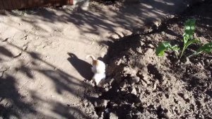 БЕСЕДКА ИЗ ПРОФИЛЬНОЙ ТРУБЫ. ОБШИЛ БОКОВЫЕ СТЕНКИ ПРОФЛИСТОМ. Стало уютненько.