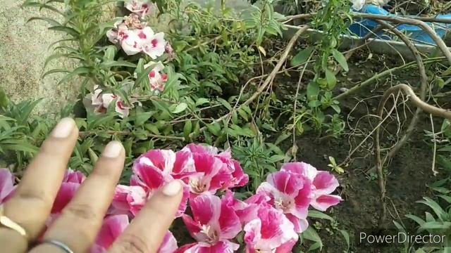 Most beautiful flower Clarkia Amoena care & propagation|| Godetia flower ||Satin flower смотреть онлайн