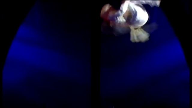 Alegria смотреть онлайн